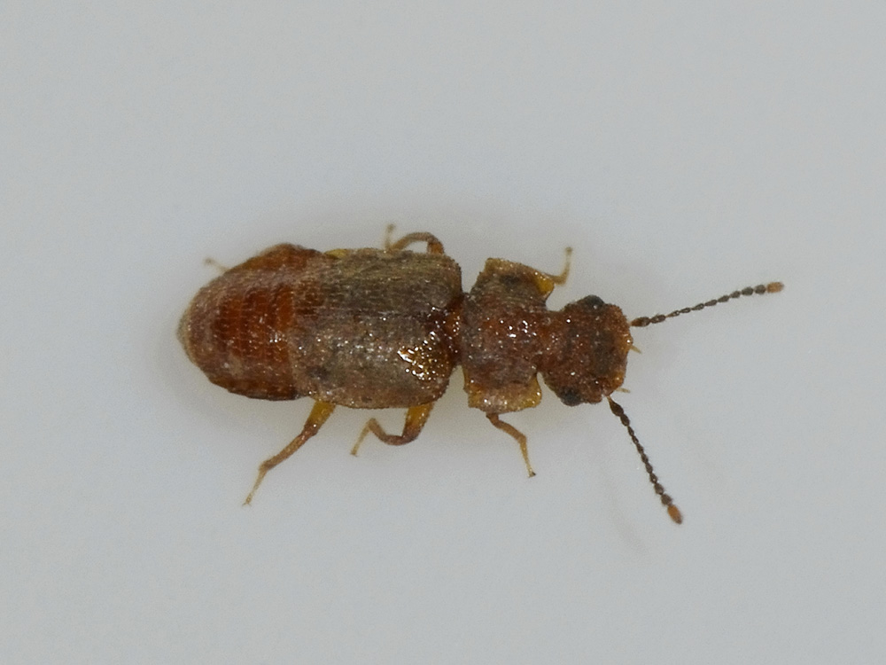 Metopsia sp., Staphylinidae